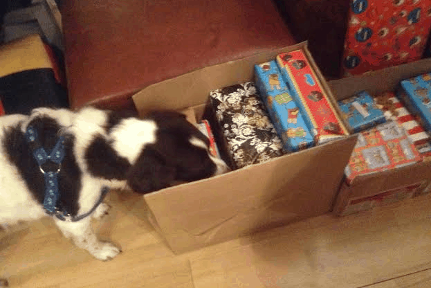 Mijn week: Sinterklaas, Sinterklaas en Sinterklaas! [persoonlijke blog, week 49-2014]